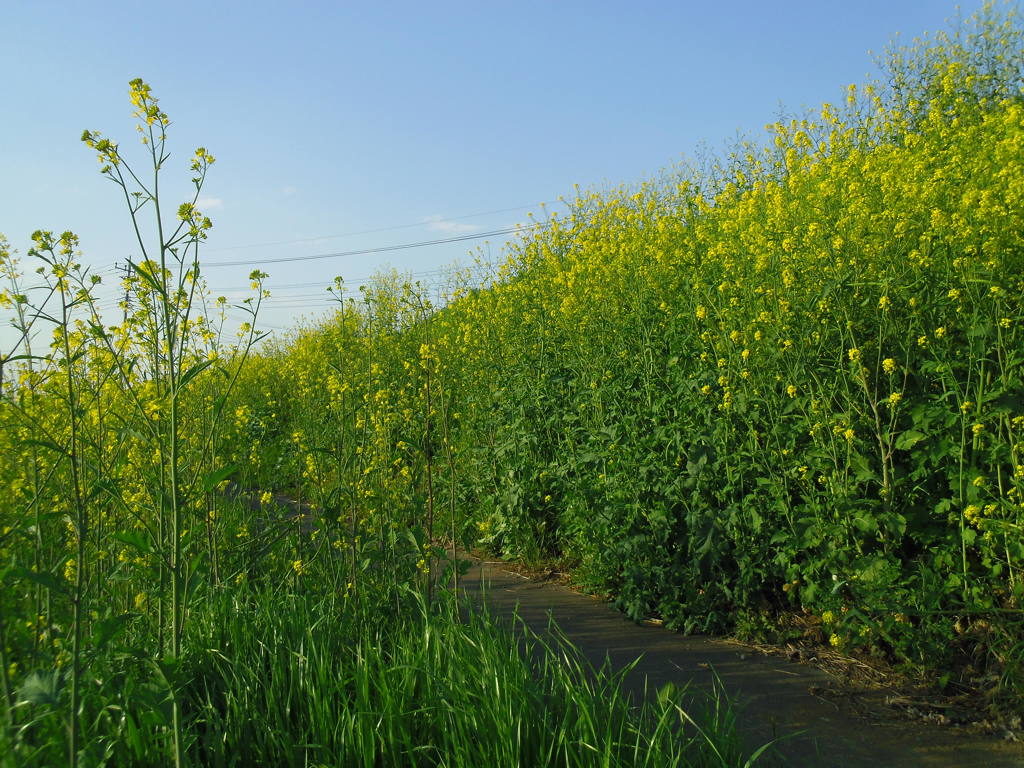 2017/04/16_菜の花の道