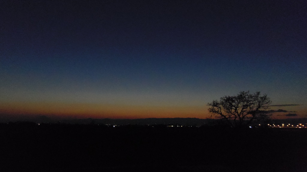 2014/01/12_夕暮れの木