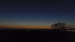 2014/01/12_夕暮れの木