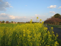 2017/04/15_菜の花と桜