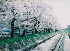 2019/04/06_芝川の桜