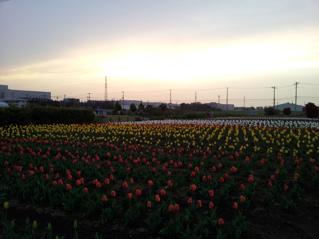 2016/04/10_夕暮れの花のオアシス