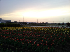 2016/04/10_夕暮れの花のオアシス