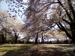 2019/04/06_氷川児童公園の桜