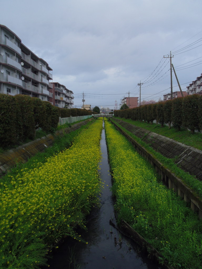 2017/04/09_芝川の菜の花