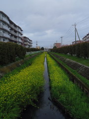 2017/04/09_芝川の菜の花