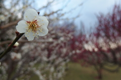 2016/02/28_花の丘農林公苑の白梅