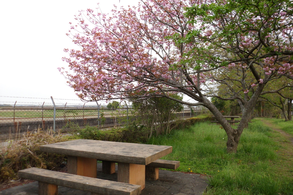 2016/04/16_見沼代用水の八重桜