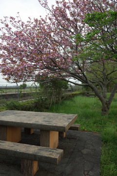2016/04/16_見沼代用水の八重桜
