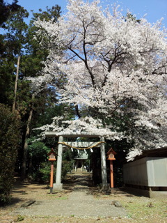 2019/04/06_伊奈崇霊社の桜