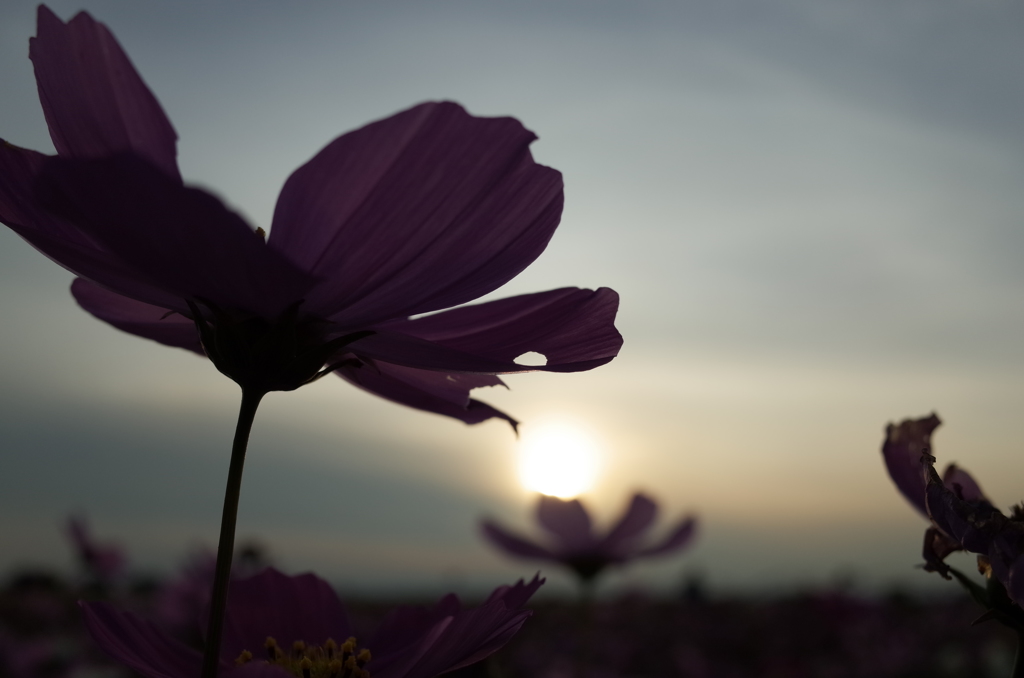 2015/11/01_夕暮れの吹上コスモス畑