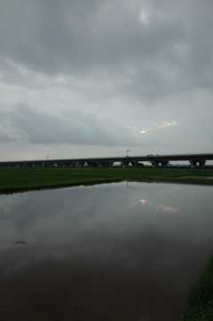 2015/07/05_水田に曇天