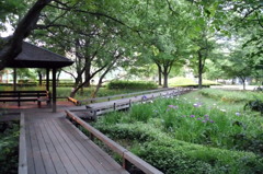 2014/06/14_伊奈町制施行記念公園の池