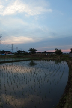 2016/06/11_水田の夕暮れ