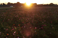 2015/10/25_夕暮れの蓮田駒崎コスモス畑