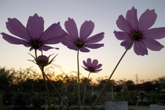 2015/10/18_伊奈バラ園の夕暮れコスモス