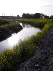 2017/04/16_元荒川の菜の花