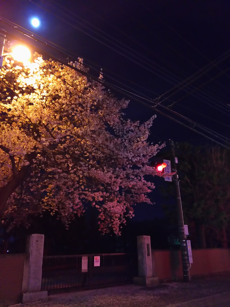 2017/04/10_伊奈中の夜桜と月