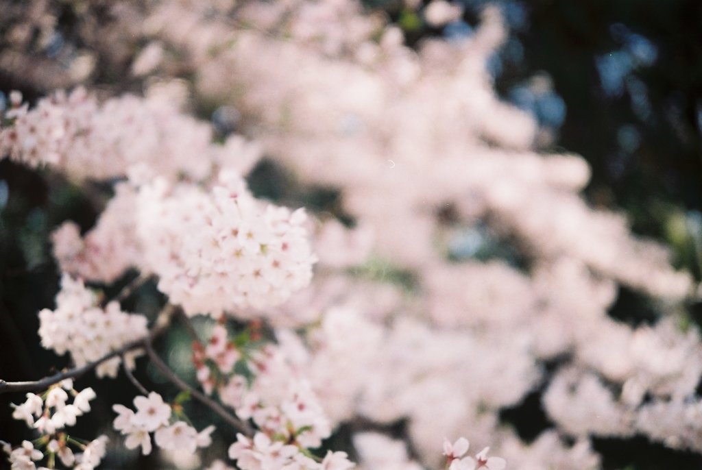 2019/04/06_氷川児童公園の桜（没カット）