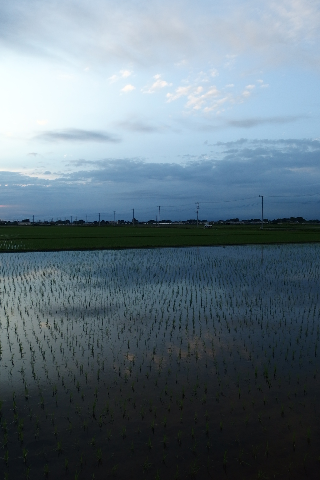 2015/06/21_水田の夕暮れ