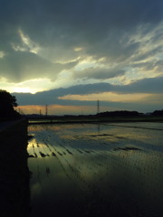 2017/06/10_水田の夕暮れ