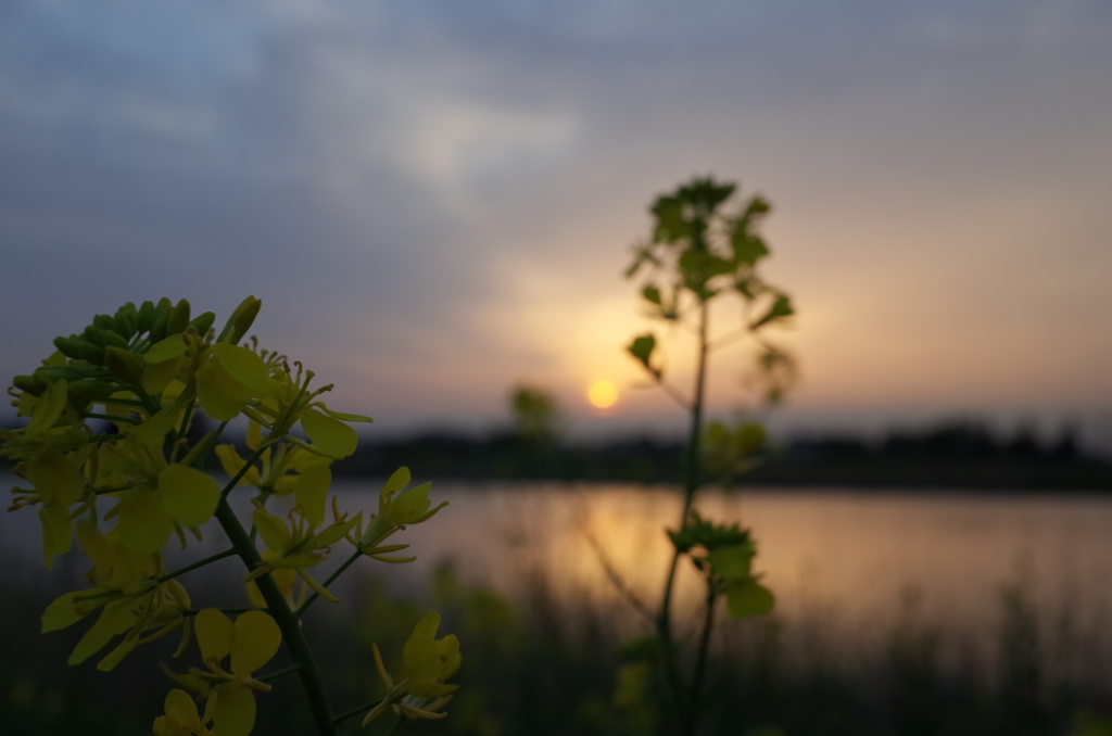 2016/04/16_溜め池の夕暮れと菜の花
