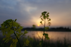 2016/04/16_溜め池の夕暮れと菜の花
