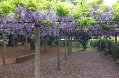 2014/04/29_藤棚