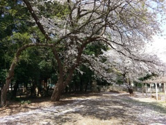 2019/04/06_氷川児童公園の桜