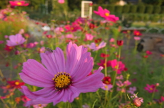 2014/06/14_伊奈バラ園のコスモス