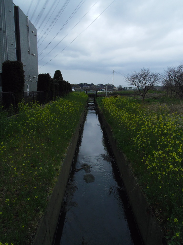2017/04/01_曇天の用水路と菜の花