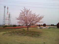 2016/04/10_花のオアシス