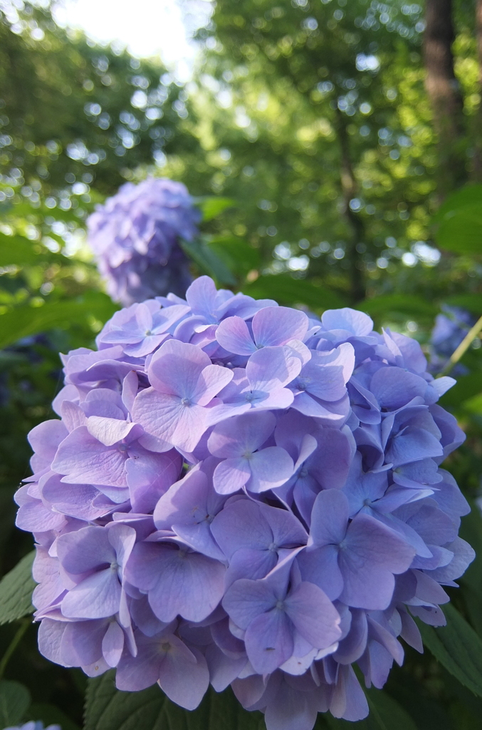 2014/06/15_伊奈アジサイ園