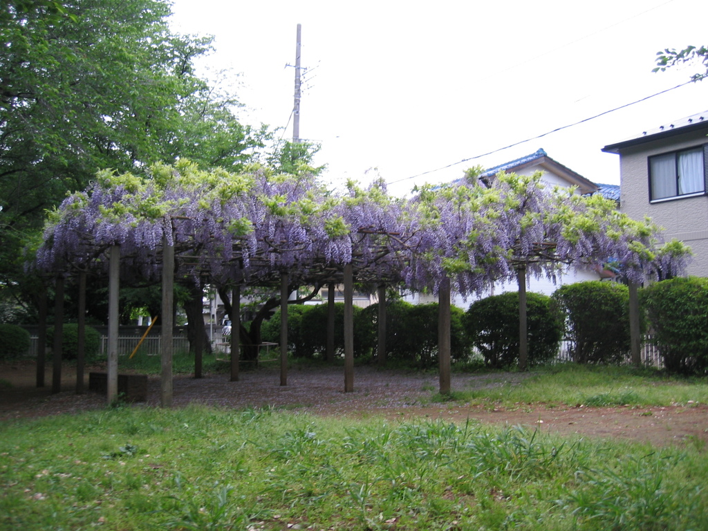 2017/05/03_氷川児童公園の藤