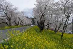 2016/04/03_城ヶ谷堤の桜と菜の花