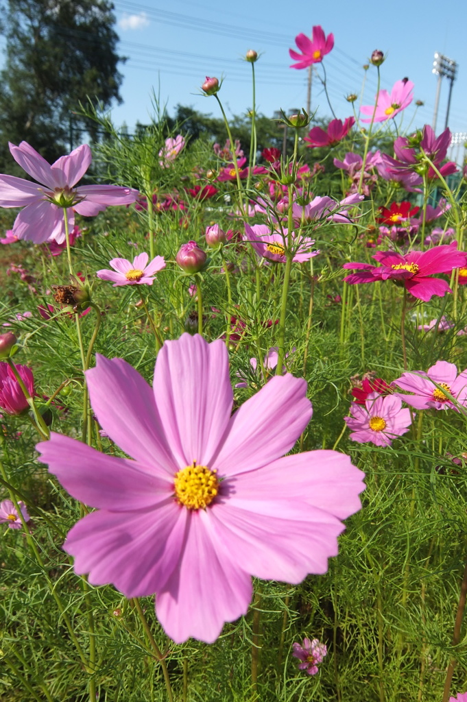 2014/06/15_伊奈バラ園のコスモス