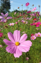 2014/06/15_伊奈バラ園のコスモス