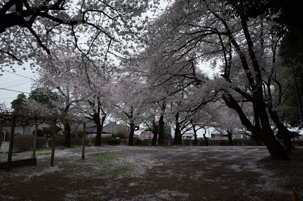 2015/04/04_氷川児童公園の桜