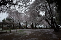 2015/04/04_氷川児童公園の桜