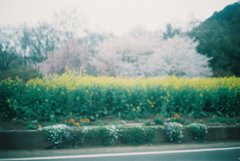 2019/04/07_菜の花と桜（没カット）