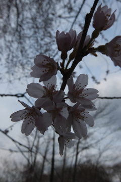 2016/03/27_北本自然観察公園のエドヒガンザクラ
