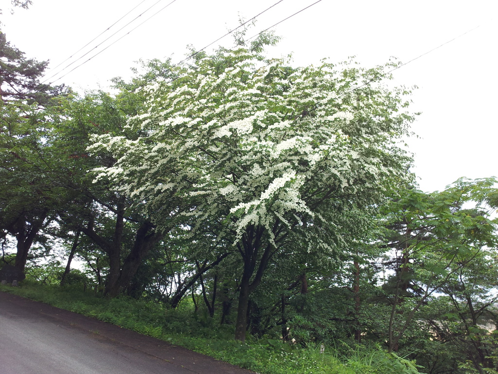 2018/06/16_天神山の山法師