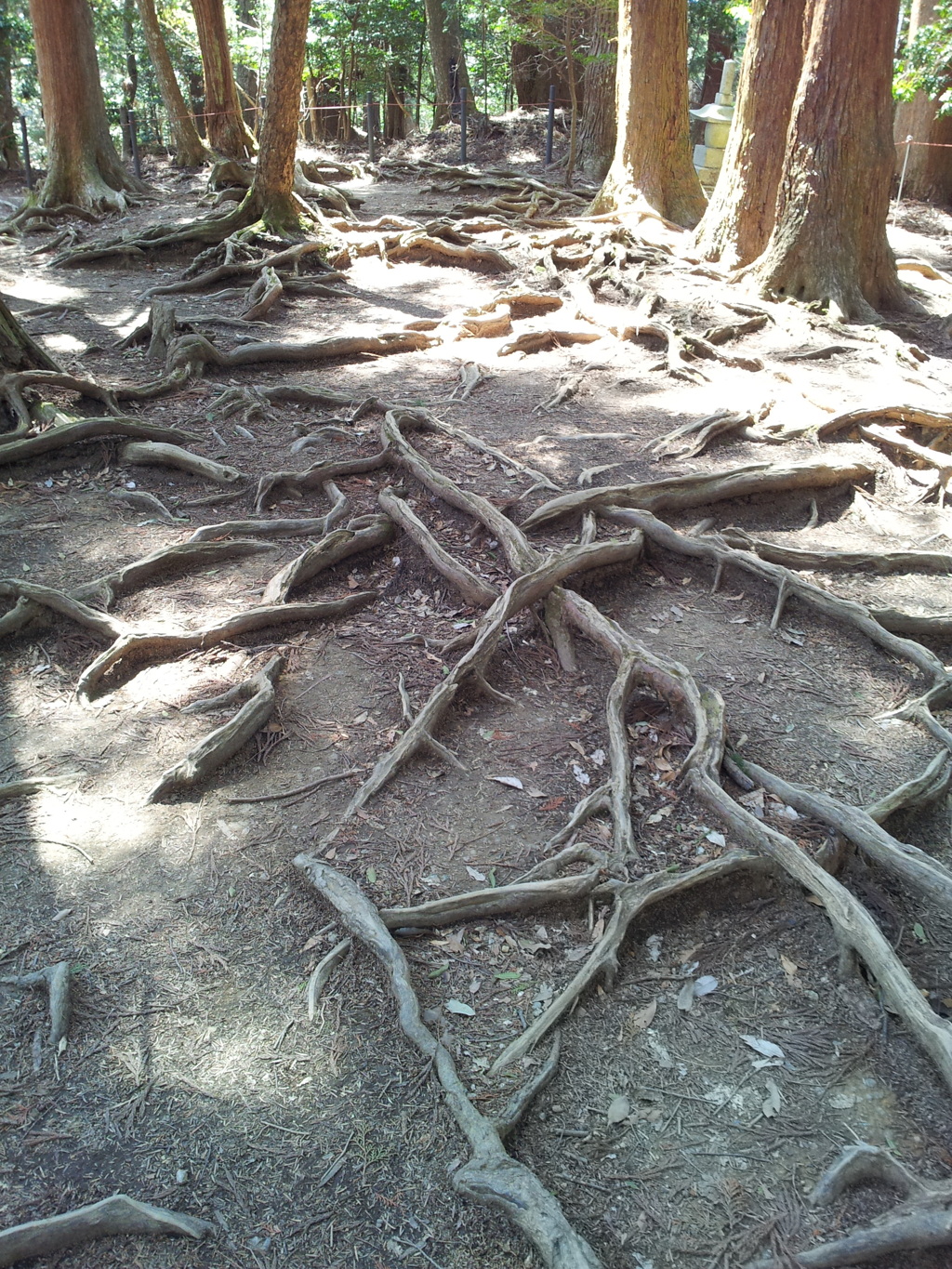 2019/04/13_鞍馬寺 木の根道