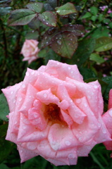 2014/06/29_雨上がりの伊奈バラ園