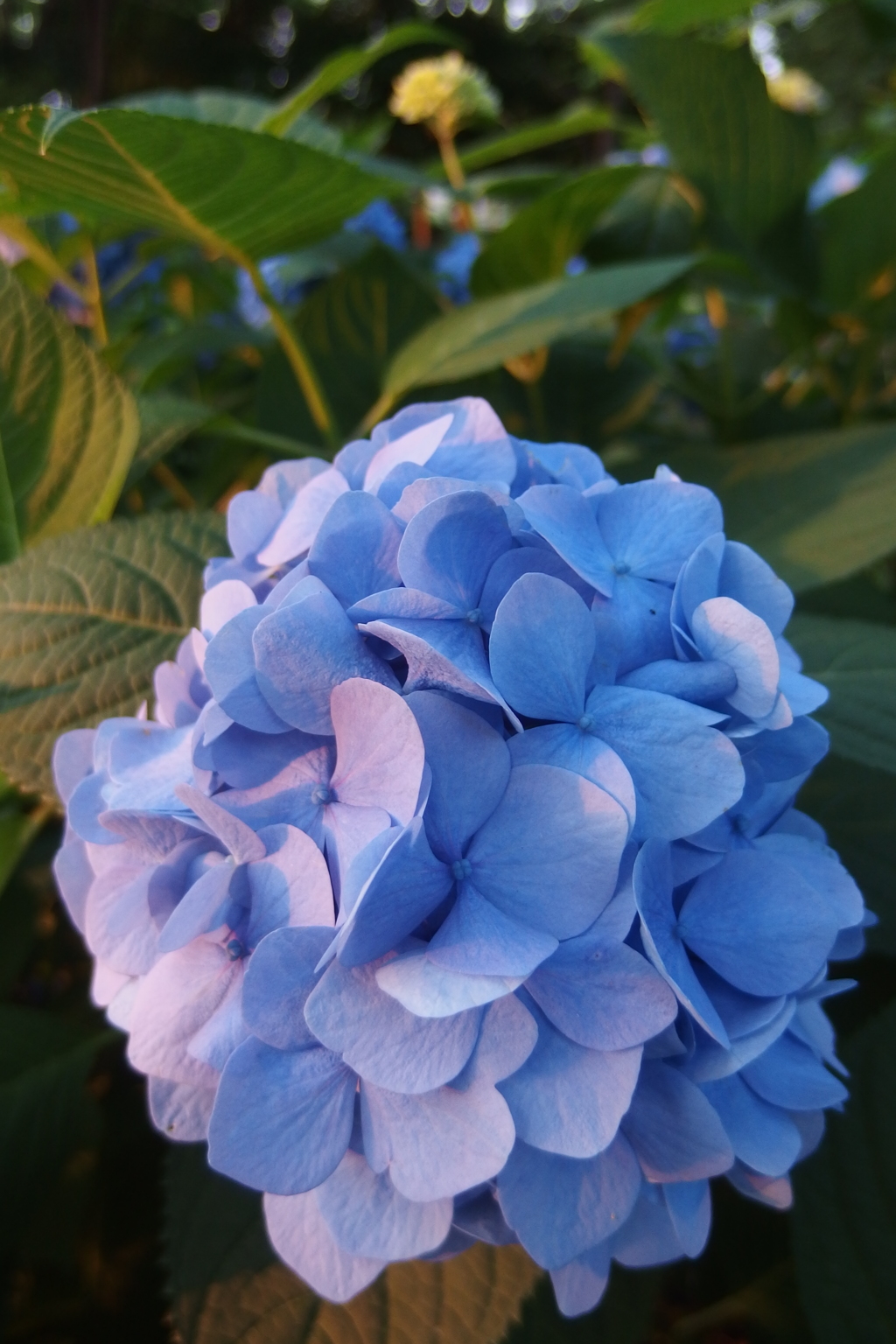 2016/06/18_伊奈アジサイ園の夕暮れ紫陽花