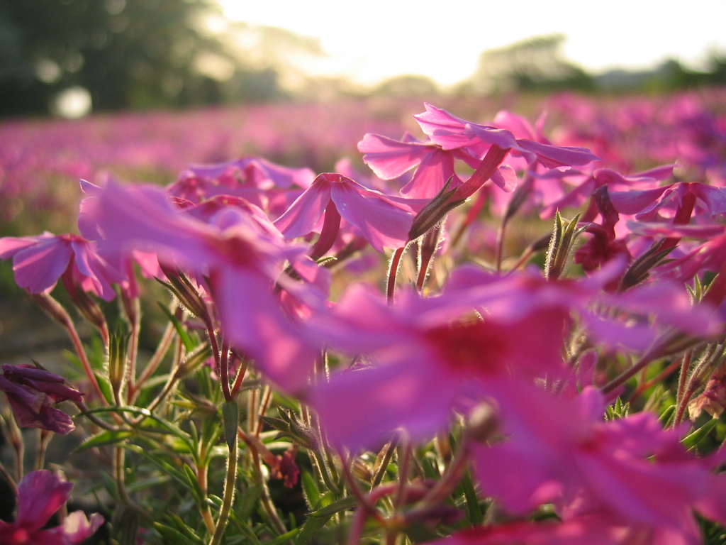 2017/04/30_花の丘農林公苑の夕暮れ芝桜