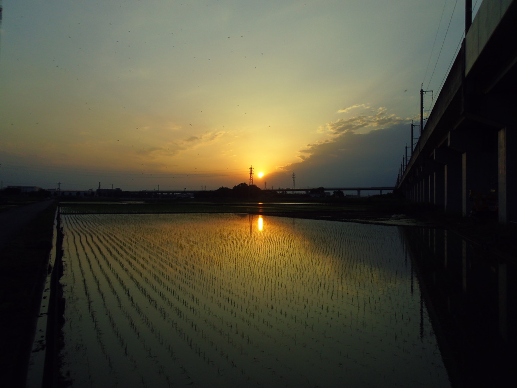 2017/06/11_水田の夕暮れ