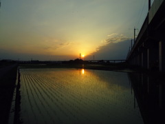 2017/06/11_水田の夕暮れ
