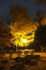 2014/11/24_夜の別所沼公園