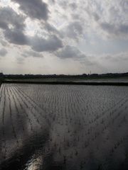 2017/06/11_水田に雲